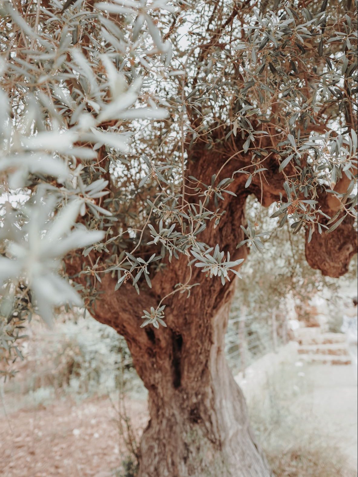 old olive tree