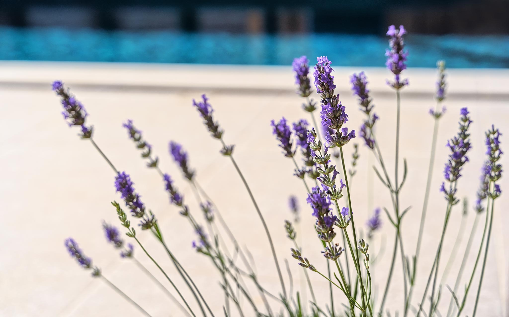 lavanda pokraj bazena