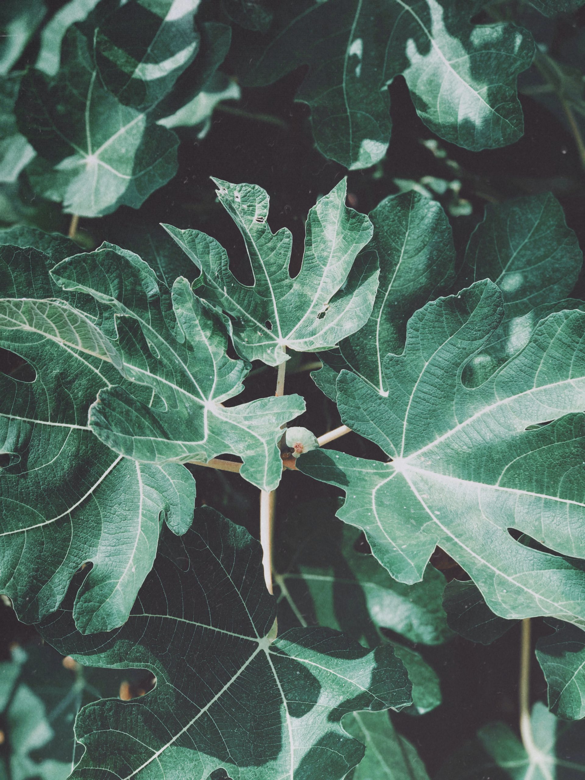 fig tree leaf